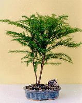 weeping fig bonsai Oriental Ficus Bonsai Tree main image 1