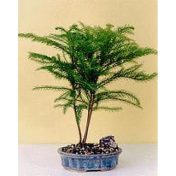O'force Norfolk Island Pine Bonsai Tree - Medium 4 years old, 11-13" tall for Home and Garden