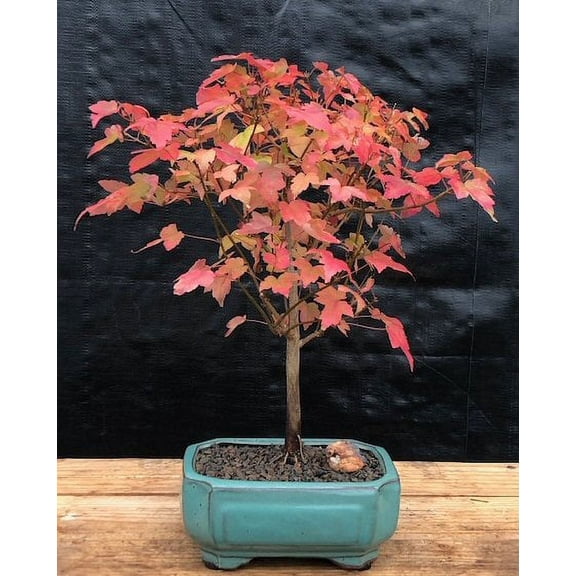 O'force Trident Maple Bonsai Tree 15 years old, 10" - 12" tall Perfect for Outdoors