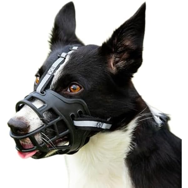 Stunning How To Prevent Dogs From Eating Thread image