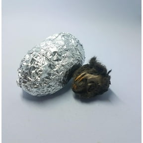 OBDK Barn Owl Pellets for Dissection - 100 Pack Refill Medium Sized (1.5"-2.0")