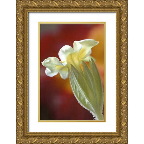OBrien, Jay 11x14 Gold Ornate Wood Framed with Double Matting Museum Art Print Titled - PA, Philadelphia Primrose at the Nature Center