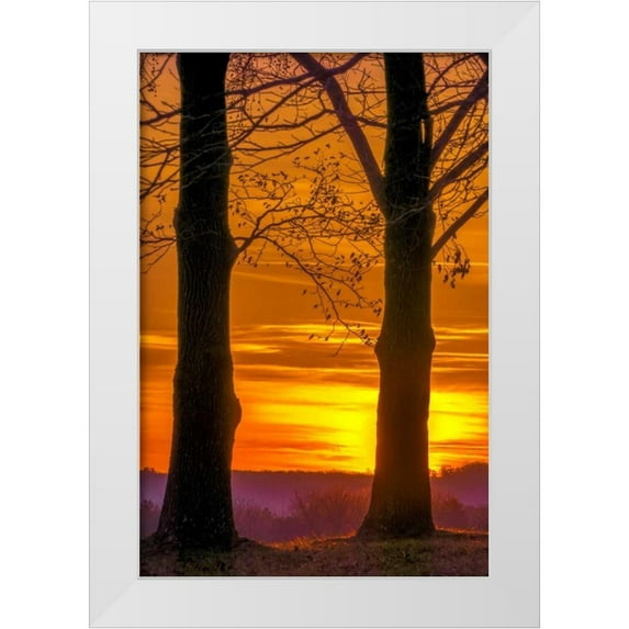 OBrien, Jay 11x14 White Modern Wood Framed Museum Art Print Titled - Pennsylvania, King of Prussia Tree at sunrise