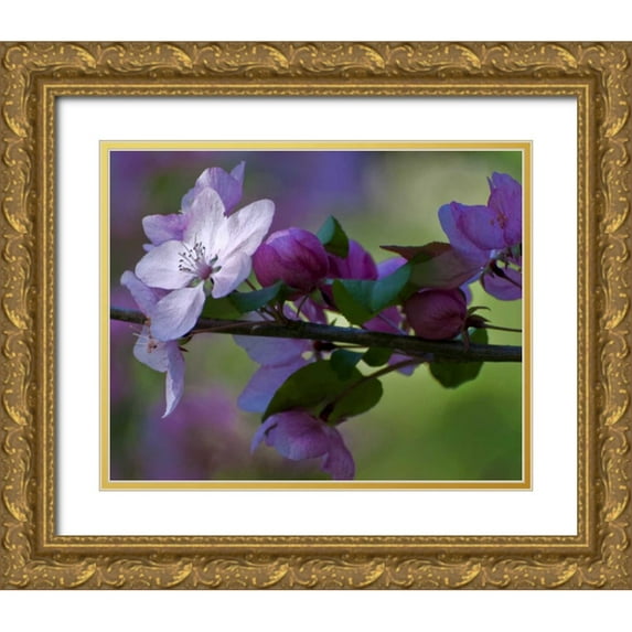 OBrien, Jay 14x12 Gold Ornate Wood Framed with Double Matting Museum Art Print Titled - Delaware, Azalea flowers and buds on limb