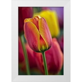 OBrien, Jay 17x24 White Modern Wood Framed Museum Art Print Titled - Delaware Close-up of tulips