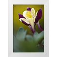thumbnail image 1 of OBrien, Jay 17x24 White Modern Wood Framed Museum Art Print Titled - PA, Philadelphia Columbine at the Nature Center, 1 of 4