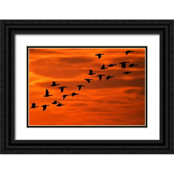 OBrien, Jay 24x17 Black Ornate Wood Framed with Double Matting Museum Art Print Titled - NJ, Cape May Flying birds silhouetted at sunrise