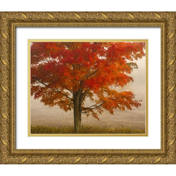 OBrien, Jay 24x20 Gold Ornate Wood Framed with Double Matting Museum Art Print Titled - West Virginia, Canaan Valley SP Tree in autumn