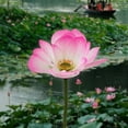 thumbnail image 1 of OEFNTAC Christmas Decorations Simulation Lotus Arrangement Water Lilys Artificial Fake Flower Buddha Hall Dining Table Fish Tank Home Decor Holiday 9.84x1.98x1.98in, 1 of 6