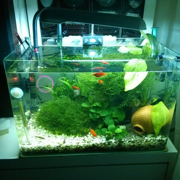 OFFIGAM 10Set Aquarium Net Small Plastic Multi for Fish Release