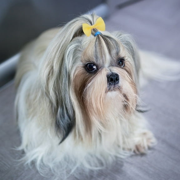 OFFIGAM 20Pcs Elastic Rubber Hair Bands Bowknot Design Assorted Colors Comfortable for Pets