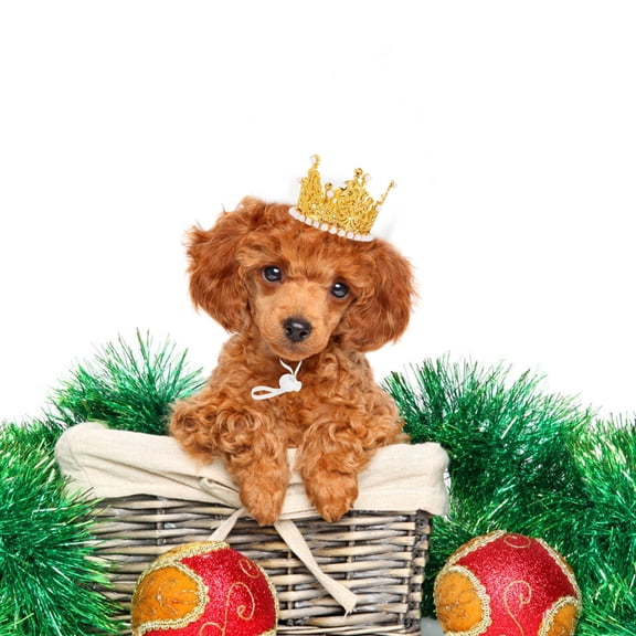 OFFIGAM 2Pcs Small Pet Party Hat Crown Headwear Adjustable Comfortable Glitter Design for Dog and Cat Birthdays