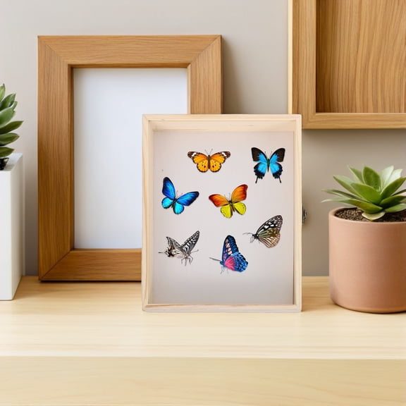 OFFIGAM Wood Insect Display Case Box with Clear Front for Specimen Protection