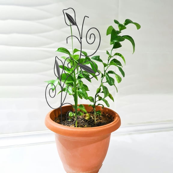 OFFIGAM House Plant Trellis Black Metal Wire Support Stake 1Pack