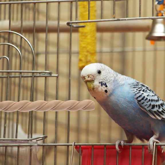 OFFIGAM Natural Wooden Bird Perch for Parakeet Cage, Flat Design, Beige Small Pet Accessory for Birds and Parrots