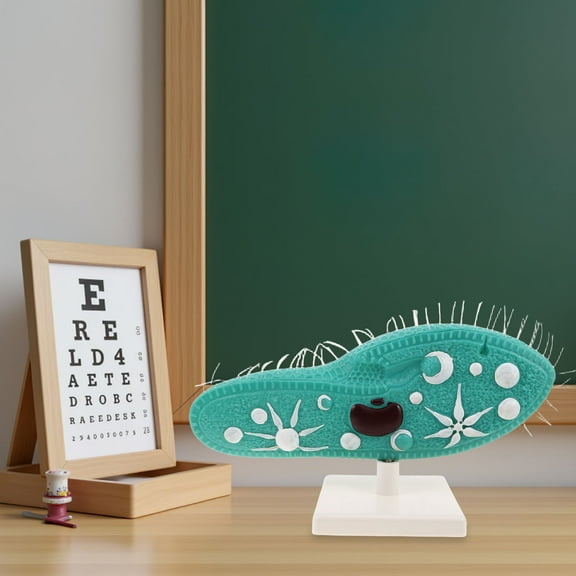 OFFIGAM Paramecium Model with Stand Realistic Structure Lab Equipment for Biology Experiments Classroom Teaching Aid