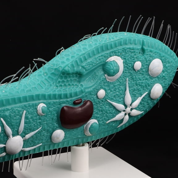 OFFIGAM Paramecium Model with Stand - Realistic Biology Lab Equipment for Classroom Teaching and Science Experiments