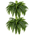 thumbnail image 1 of LINBONIO Set of 2 Artificial Fern,59IN Artificial Boston Fern Large Hanging Plant,Fake Ferns for Planter Garden Porch Entrance Home Windowsill Yards Farmhouse Decoraction, 1 of 8