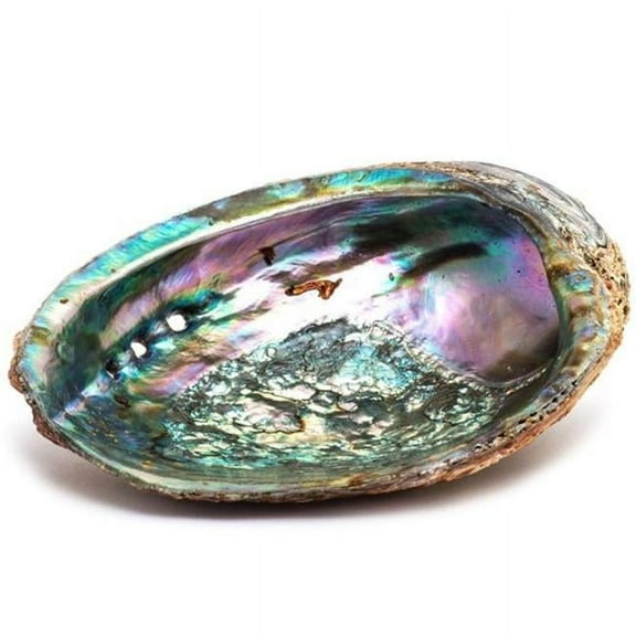 OMSPG2026-AbaloneShell 5-6 in. Abalone Shell Smudge Ash Tray Burner - Large