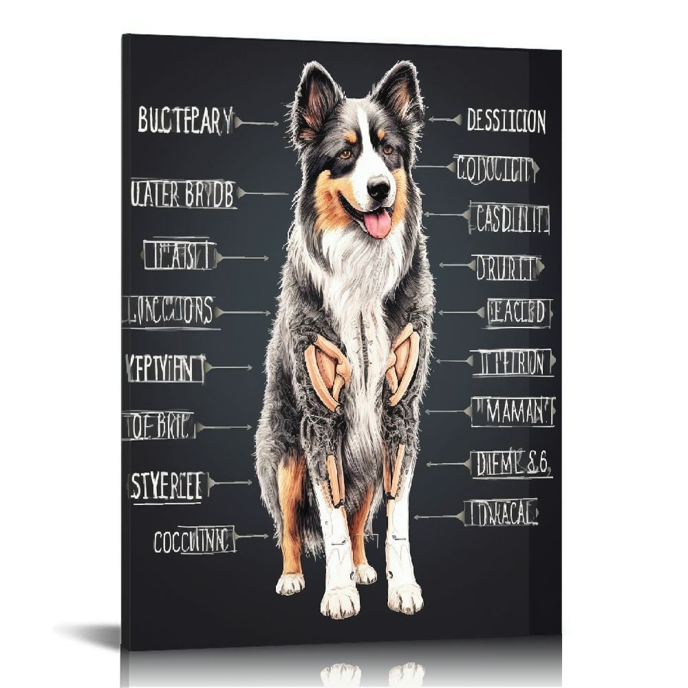 Anatomy of a Australian Shepherd Canvas Painting Educational