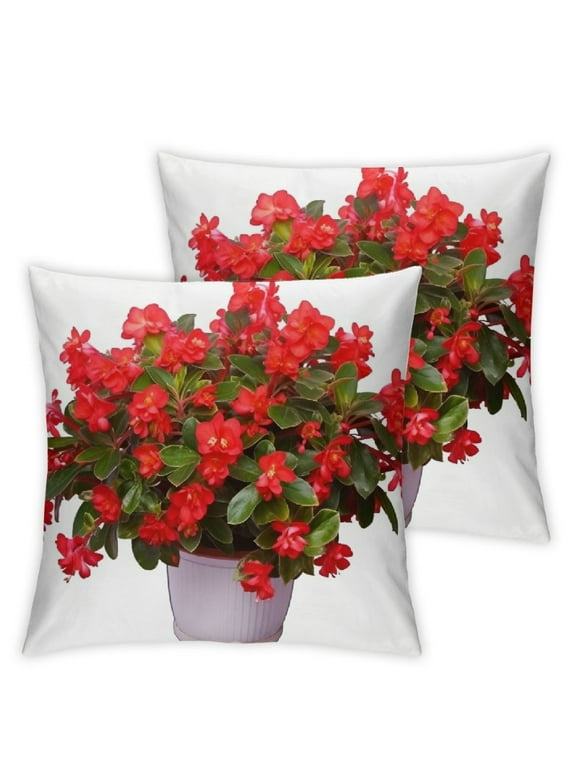 ONETECH  Throw Pillow Cover 2pcs - Nature Flower Blossom Bloom Begonia Isolated