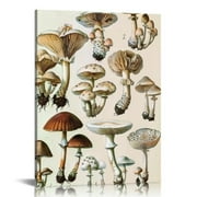 ONETECH Vintage Mushroom Poster Fungus Wall Art Prints Rustic Mushroom Wall Hanging Illustrative Reference Chart Poster for Living Room Office Classroom Bedroom Dining Room Decor Frame