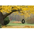 thumbnail image 1 of OR, Hood River Tire swing hangs from tree branch by Don Paulson (24 x 15), 1 of 1