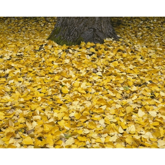OR, Mount Hood NF. Fall-colored leaves of black cottonwood Poster Print by John Barger (24 x 36)