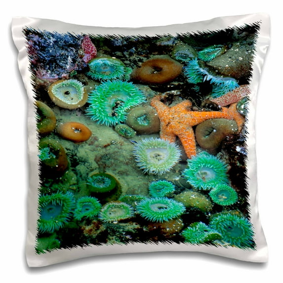 3drose, Or, Nepture Sp. Starfish, Sea Anemone Marine Life - Us38 Rer0119 - Ric Ergenbright, 16x16 inch Pillow Case