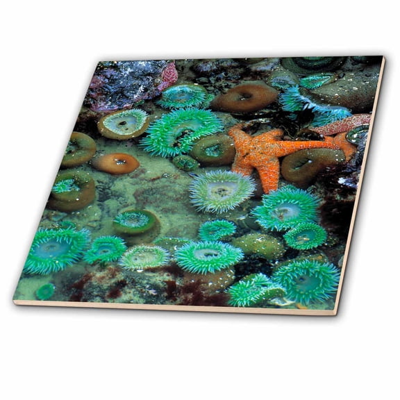 3dRose, OR, Nepture SP. Starfish, sea anemone marine life - US38 RER0119 - Ric Ergenbright, 4 Inch Ceramic Tile