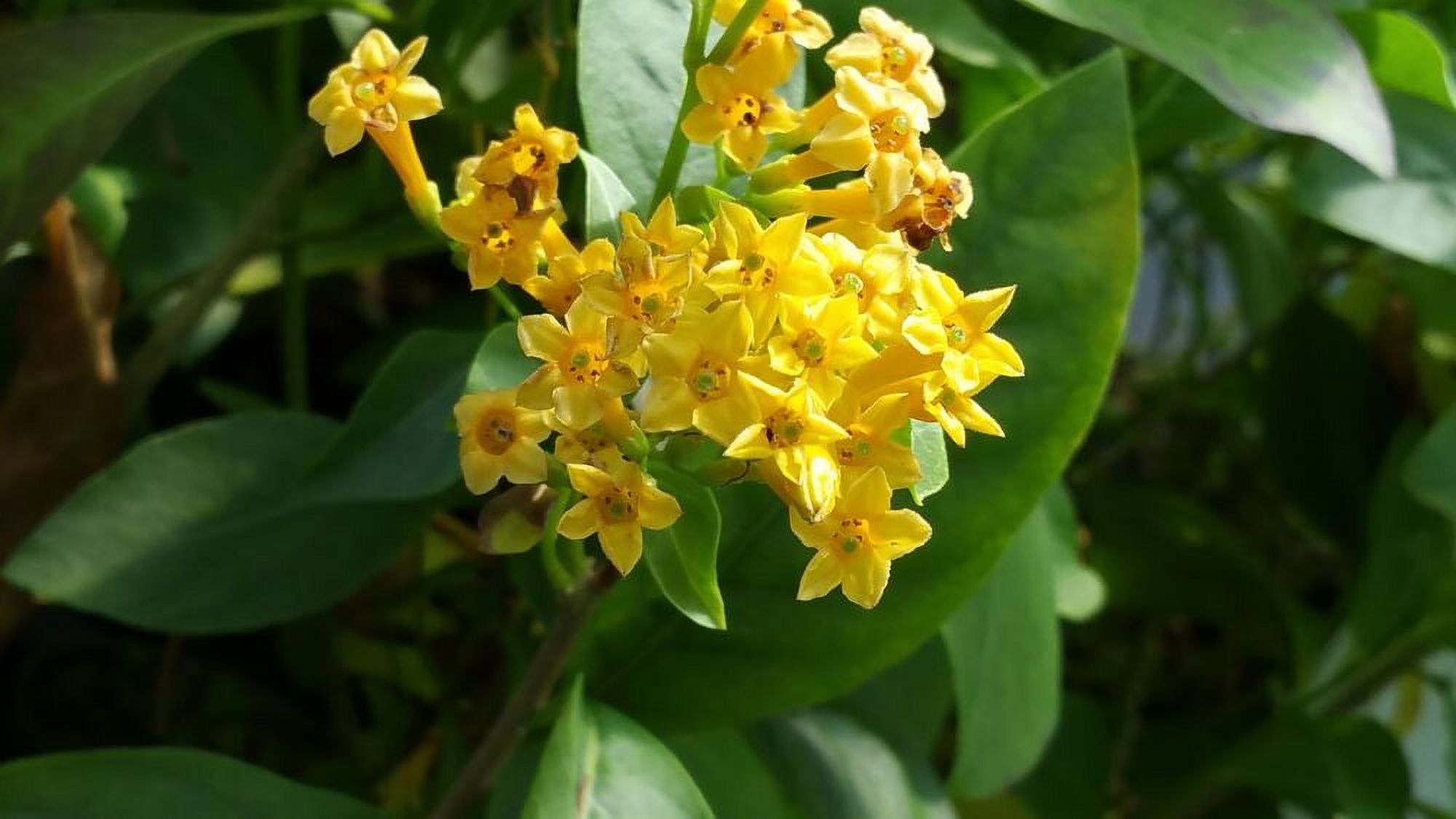 ORANGE ZEST Peel Jasmine Jessamine Tropical Cestrum Plant Fragrant