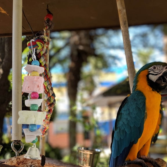 ORDDIART Bird Play Toys Set, Cuttlebone Chew Accessories for Cage Enrichment