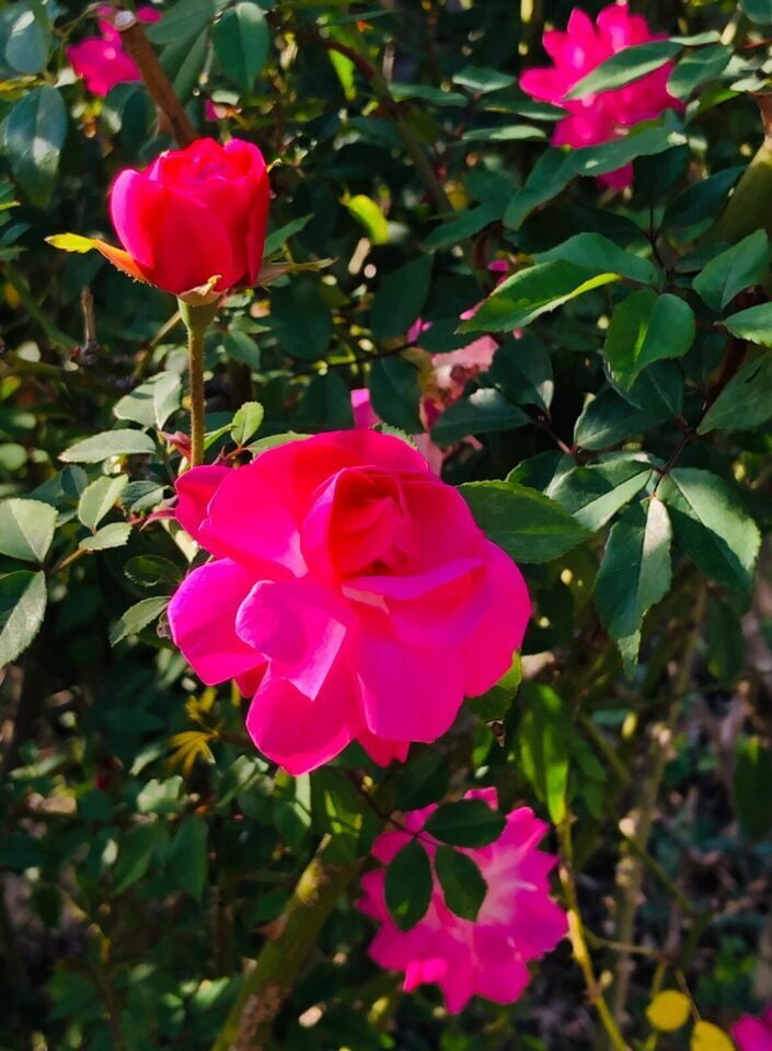ORGANIC CLIMBING DON JUAN PINK Live Rose Bush Plants Fragrant Bloom Plant 1260"