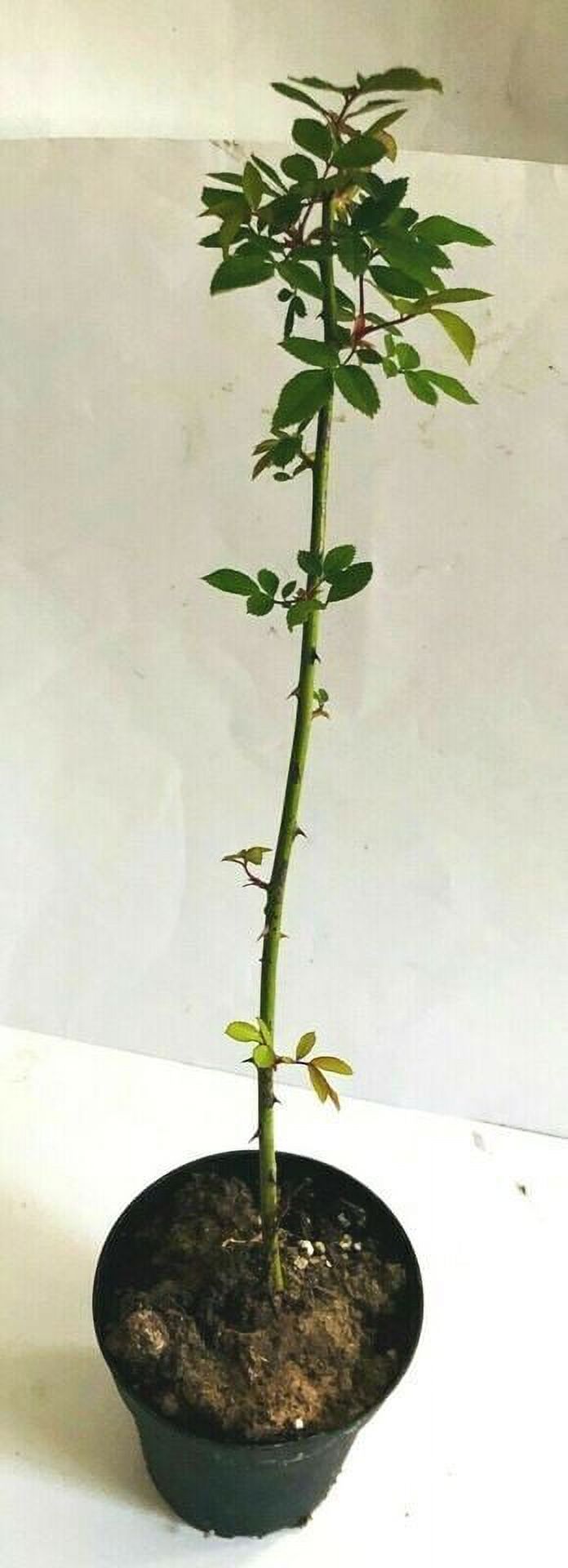 ORGANIC CLIMBING DON JUAN PINK Live Rose Bush Plants Fragrant Bloom