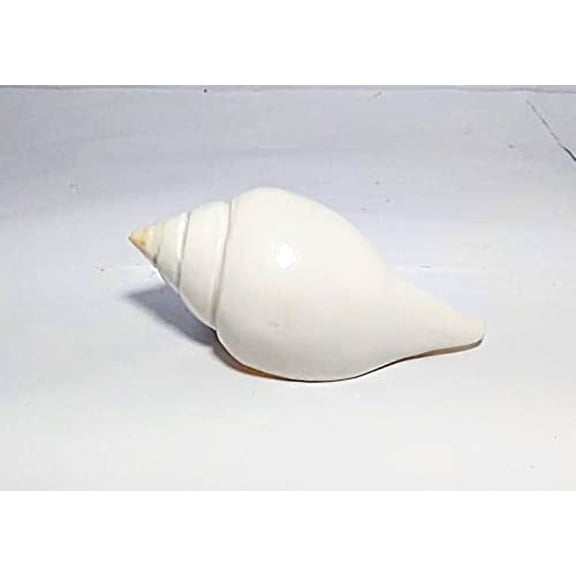 ORIGINAL JAL SHANKH/VAMABARTI PANI SHANK/PUJA SHANKH (2 INCH) By Indian Collectible