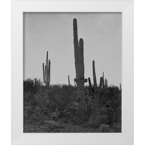 OSullivan, Timothy H 26x31 White Modern Wood Framed Museum Art Print Titled - Cereus giganteus-Arizona