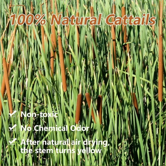 OTGFRF-Dried Natural Brown Cattails Flowers - 20PCS Real Broadleaf Pencil Cattail Stems Bundles, 17'' Bulrush Plants Dry Flower for DIY Floral Arrangements, Wedding Home Office Gardens Decor