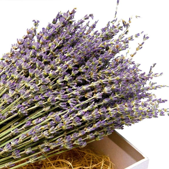OTGFRF-Natural Lavender Bundles, Freshly Harvested 400+ Stems Dried Lavender Bunch 16" - 18" Long, Decorative Flowers Bouquet for Home Decor, Crafts, Gift, Wedding or Any Occasion