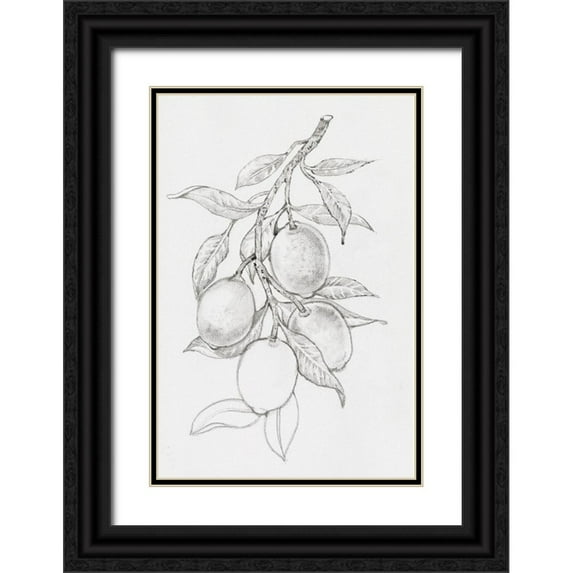 OToole, Tim 23x32 Black Ornate Wood Framed with Double Matting Museum Art Print Titled - Fruit-Bearing Branch I
