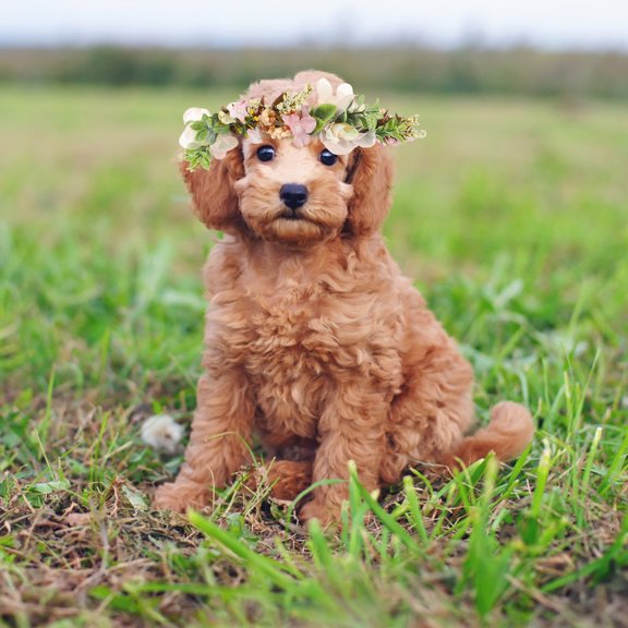 OULII Dog Floral Crown with Durable Ribbon Strap for Wedding and Festive Occasions
