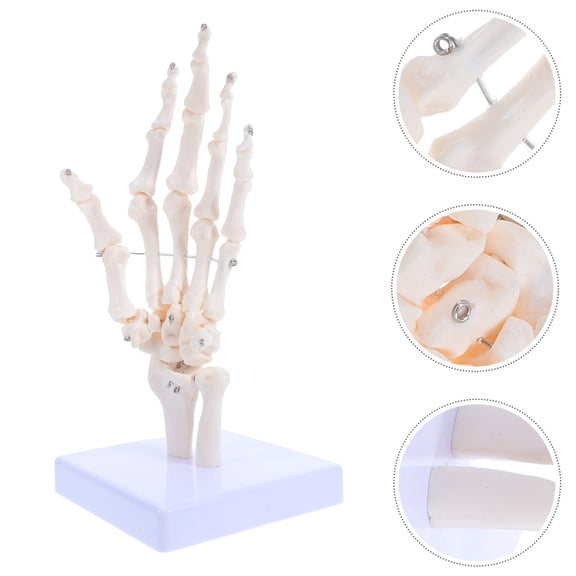 OULII Human Hand Skeleton Model PVC Anatomy Bones for Study 1 Pack