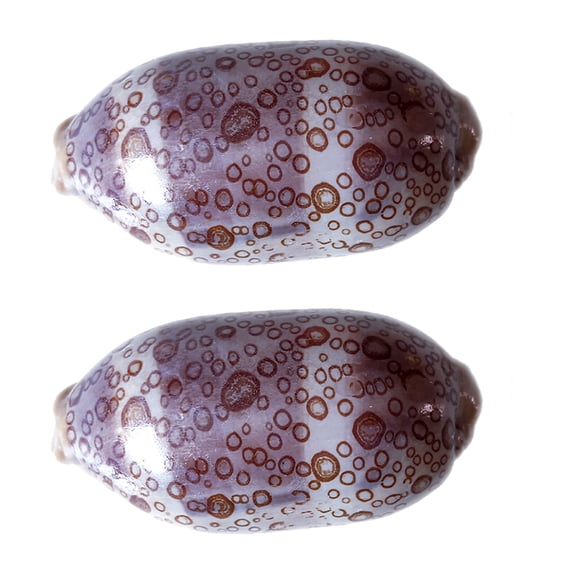 OUNONA 2pcs Cowrie Shells Delicate Sea Shell Specimen for Craft Fish Tank Landscaping Decoration