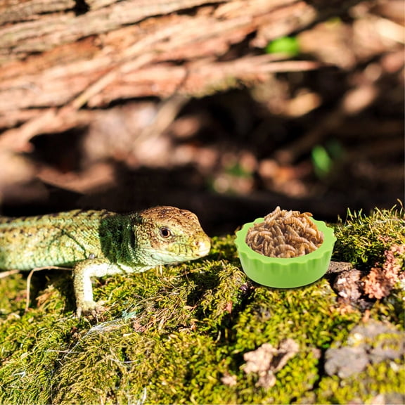 OUNONA 30Pcs Leaf-Shaped Reptile Food Water Bowl Set with Stable Base for Geckos and Lizards