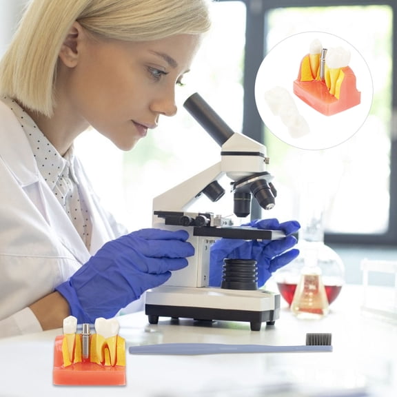 OUNONA  4 Times Teeth Model Oral Education Tooth Teaching Removable