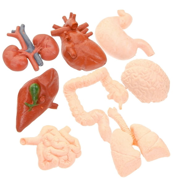Tineasur Lightweight PVC Organ Models for Medical Education, Doctors, Students, and Healthcare Training Tools
