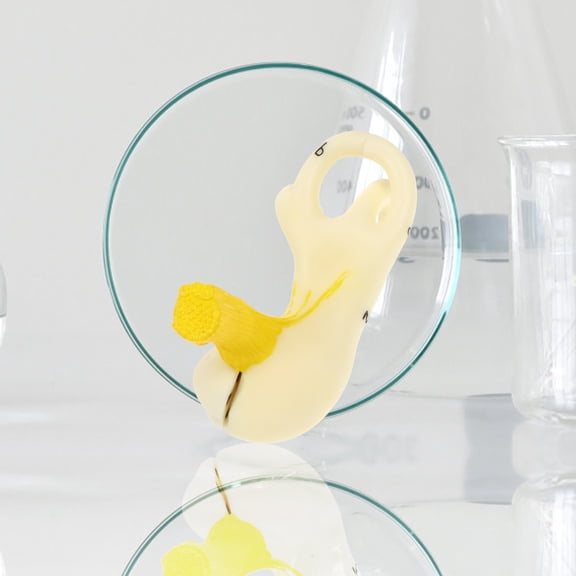 OUNONA Enlarged Human Ear Anatomy Model with Semicircular Canals Inner Ear Teaching Tool