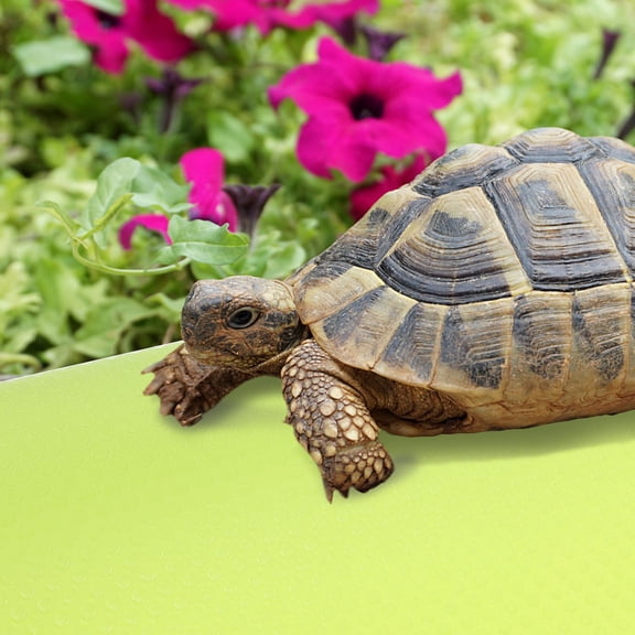 OUNONA Leopard Gecko Accessories Light Green EVA Portable Reptile Carpet 1Pack