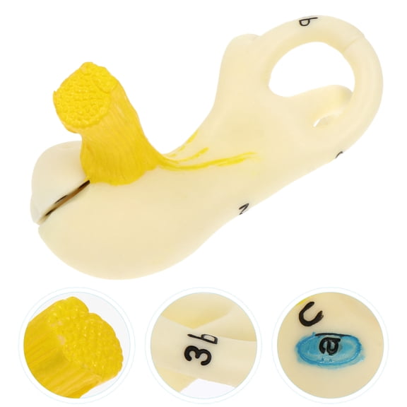 OUNONA Multi Color Plastic Ear Anatomy Model Teaching Prop for Kids Playing Size 12.5 x 8.5 x 4 inches