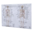 thumbnail image 1 of OUNONA  Muscular System Poster Human Skeleton Model for Anatomy Baby Student, 1 of 8