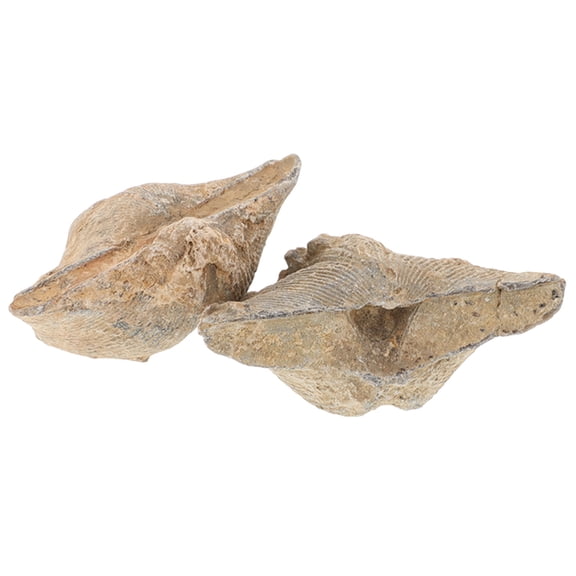 OUNONA Natural Shell Specimens for Educational Use Assorted Color 2pcs Display and Teaching Resource